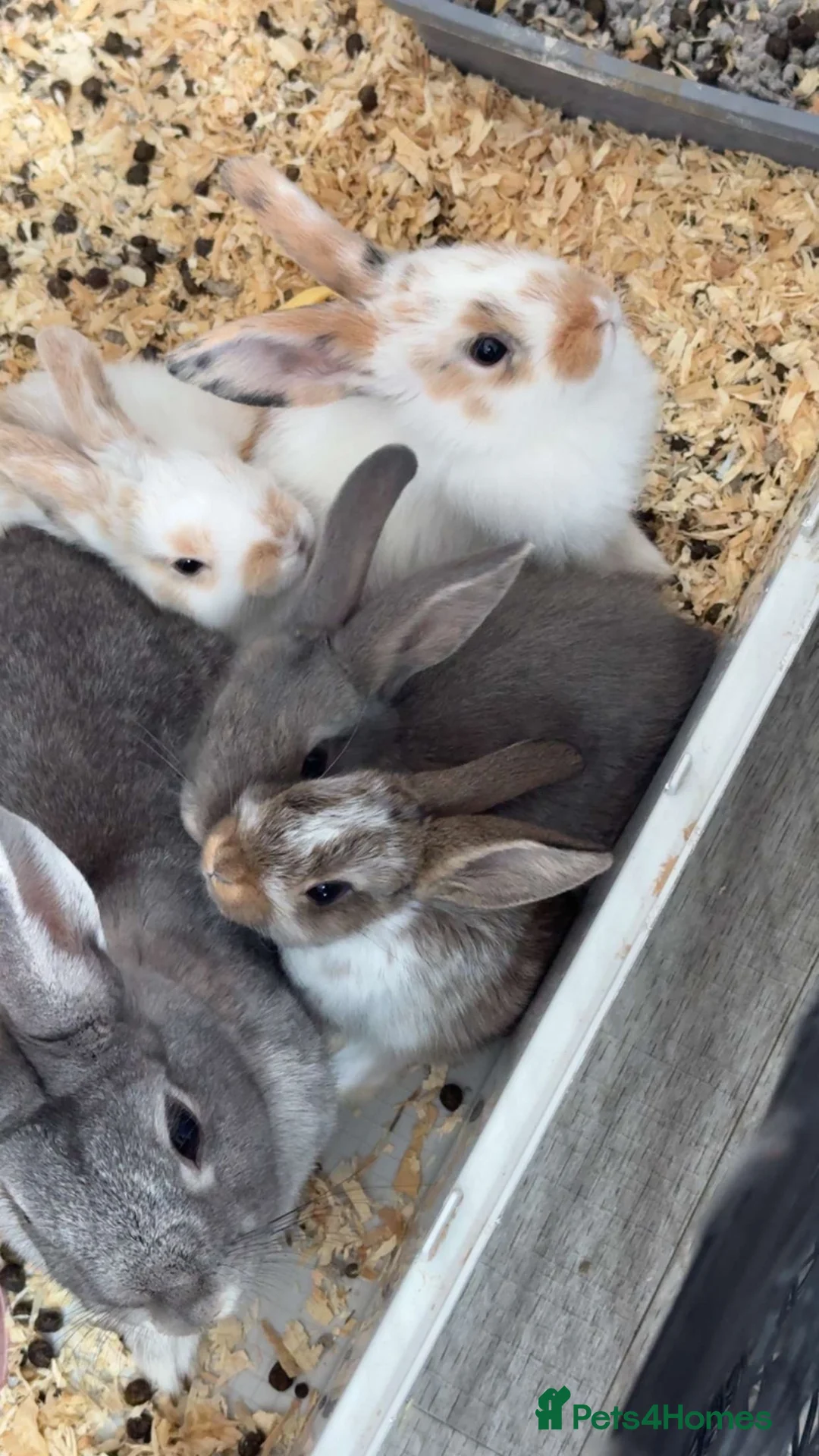 Mixed Breed rabbits for sale: 5 beautiful bunnies  - Advert 1