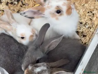 Mixed Breed rabbits beautiful bunnies - Advert 1