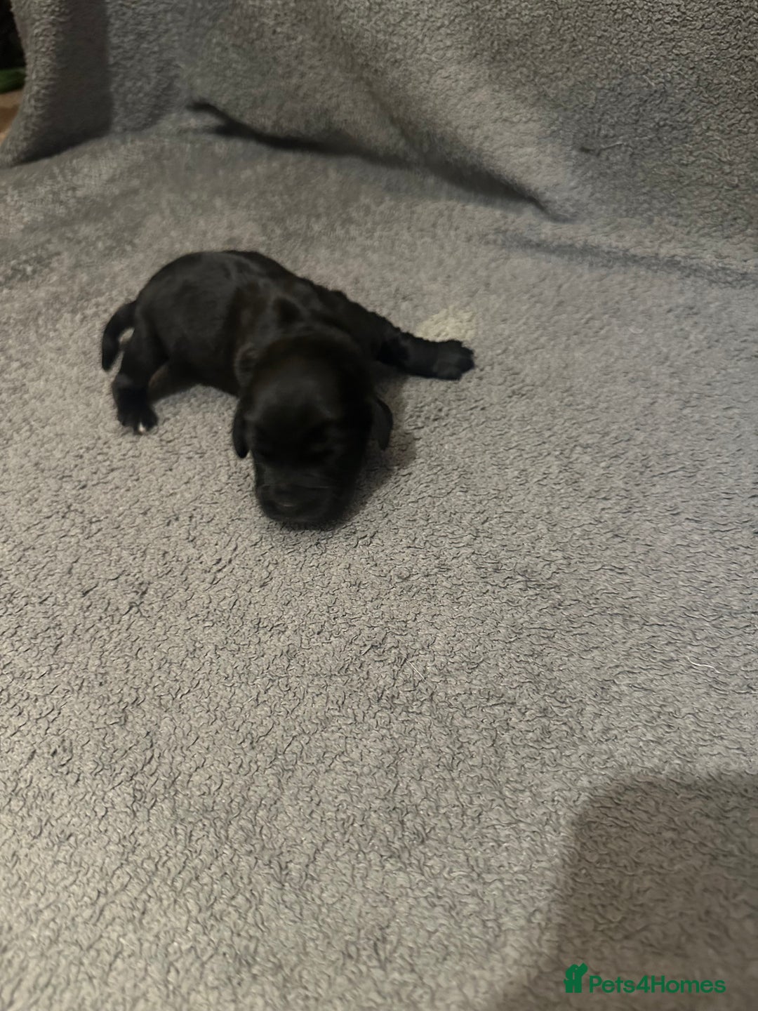 Mixed Breed dogs for sale: Sprockerdor bitch pup *READY NOW* - Advert 21