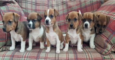 Jack Russell dogs - Advert 3