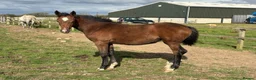 British Warmblood horses for sale: Stunning grey filly Chrysler Key  - Advert 3