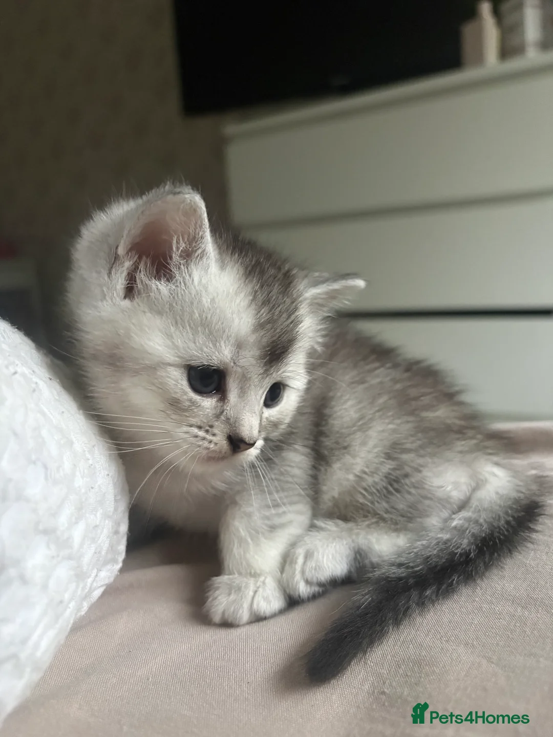 Mixed Breed cats for sale: 4 adorable grey and white kittens  - Advert 16