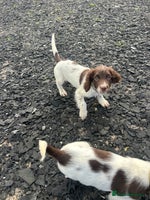 English Springer Spaniel dogs - Advert 4