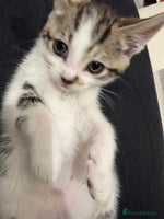 Domestic Shorthair cats - Advert 5