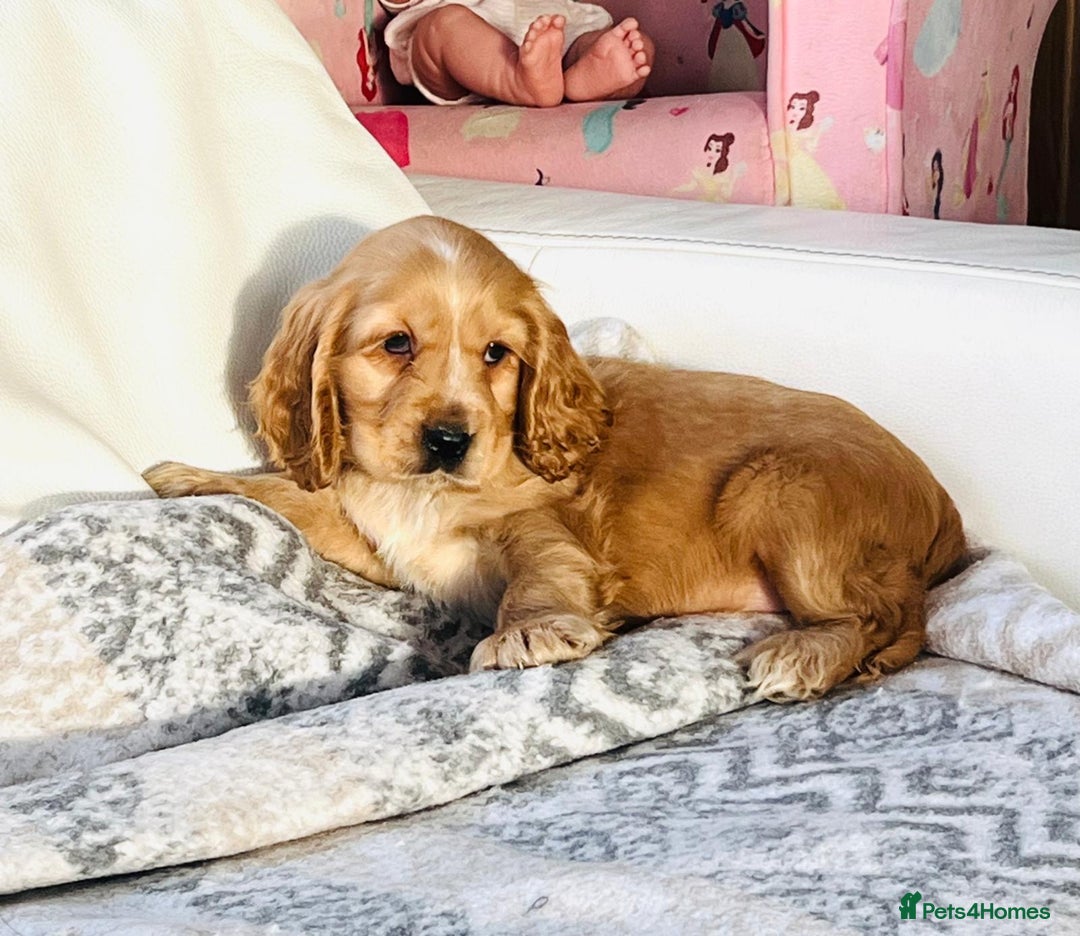 Cocker Spaniel dogs for sale: KC Registered Show Cocker puppies  - Advert 4