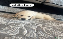 Labrador Retriever dogs for sale: Labrador puppies  - Image 14