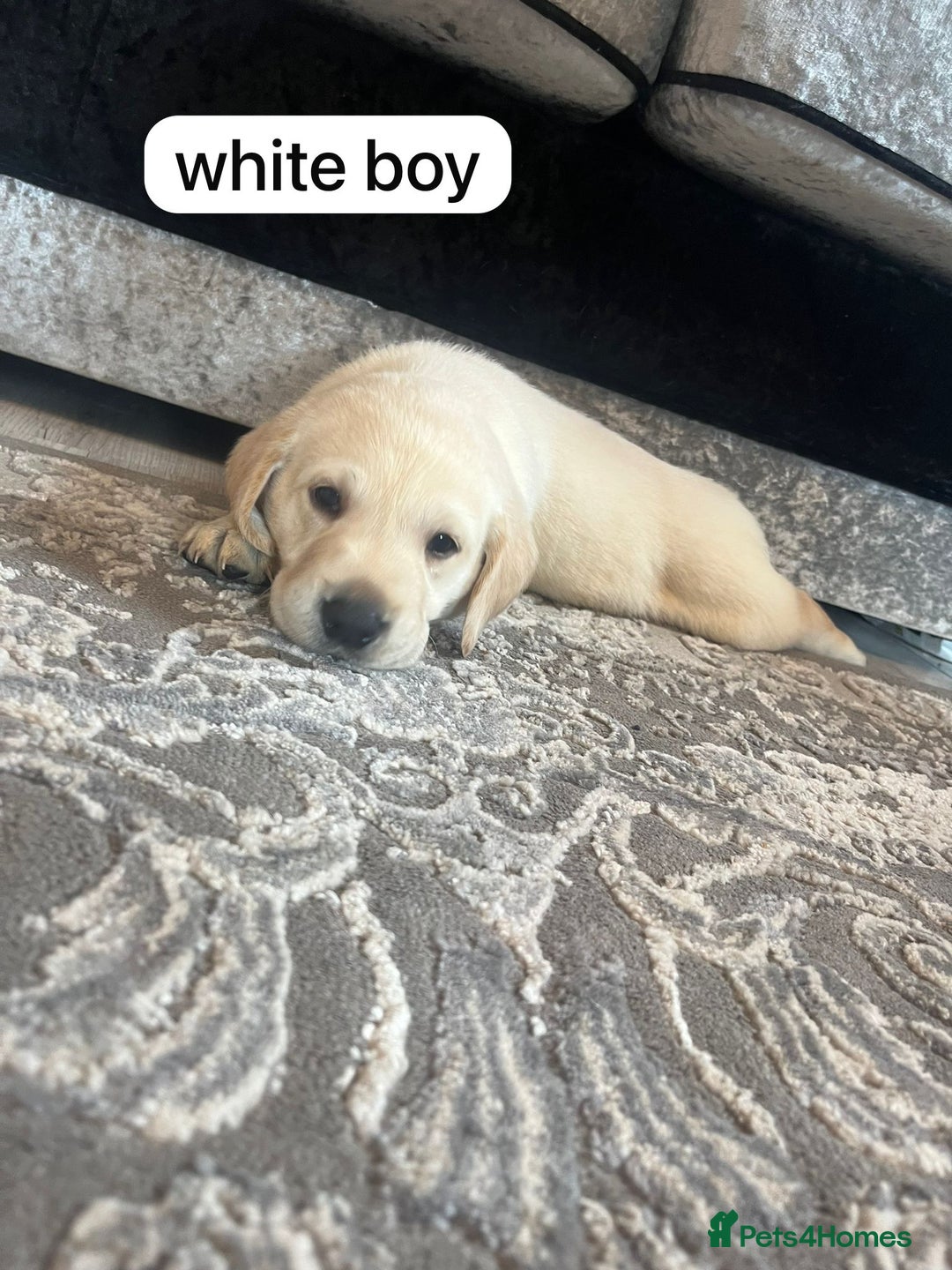 Labrador Retriever dogs for sale: Labrador puppies  - Image 14