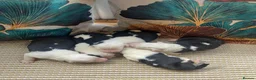 Old English Sheepdog dogs for sale: Kc Registered Old English Sheepdogs  - Advert 4
