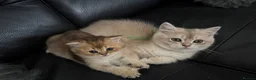 British Shorthair cats for sale: British Shorthair Black Golden (GCCF Pedigree) in Manchester - Advert 6