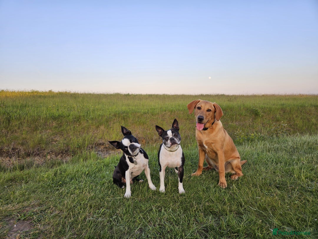 Labrador Retriever dogs for stud:  KC Registered Fox Red Labrador Retriever for stud in Doncaster - Advert 10