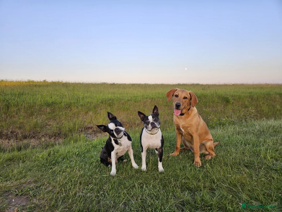 Labrador Retriever dogs for stud:  KC Registered Fox Red Labrador Retriever for stud in Doncaster - Advert 10