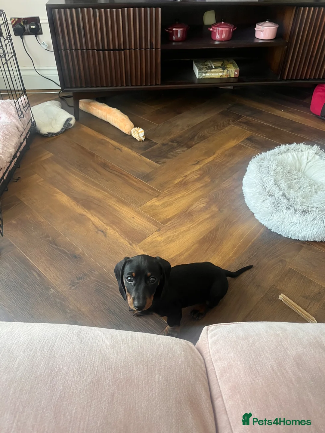 Miniature Dachshund dogs for sale: One Miniature Dachshund girl in Broxbourne - Advert 9