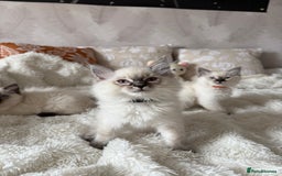 Ragdoll cats for sale: GCCF registered Ragdoll kittens - Image 4