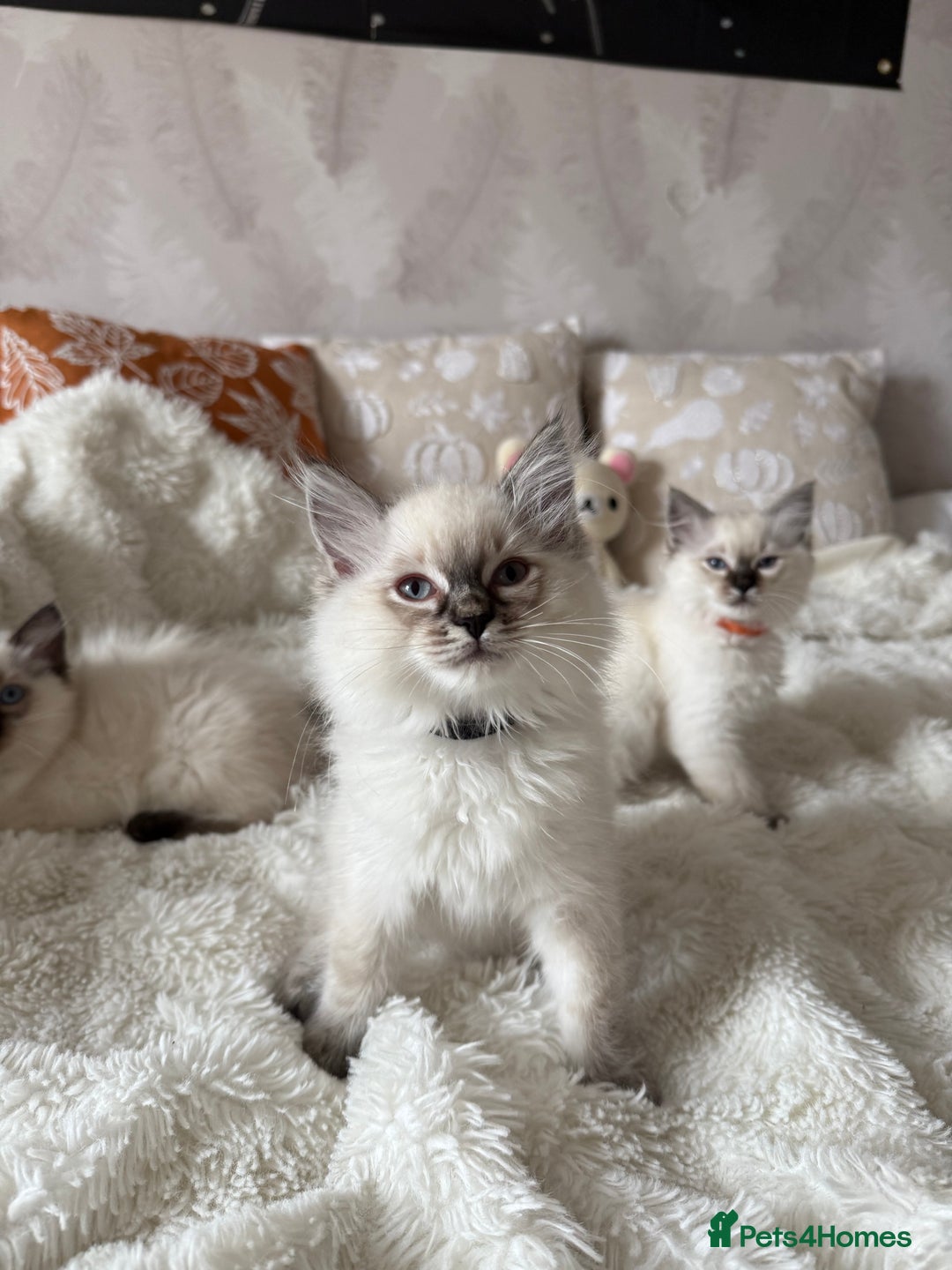 Ragdoll cats for sale: GCCF registered Ragdoll kittens - Image 4