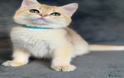 British Shorthair cats for sale: Adorable BSH kittens golden TiCA/ GCCF - Image 4