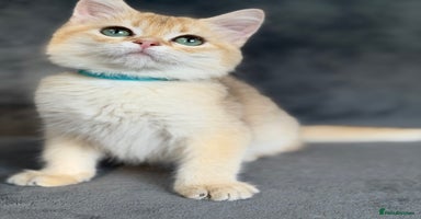 British Shorthair cats - Advert 2