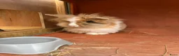 Lionhead rabbits for sale: Lionhead Male and Dwarf Lop Female  in Shrewsbury - Advert 5
