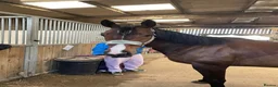 Other Breed horses for sale: 16.2 gelding  in Whitby - Advert 4