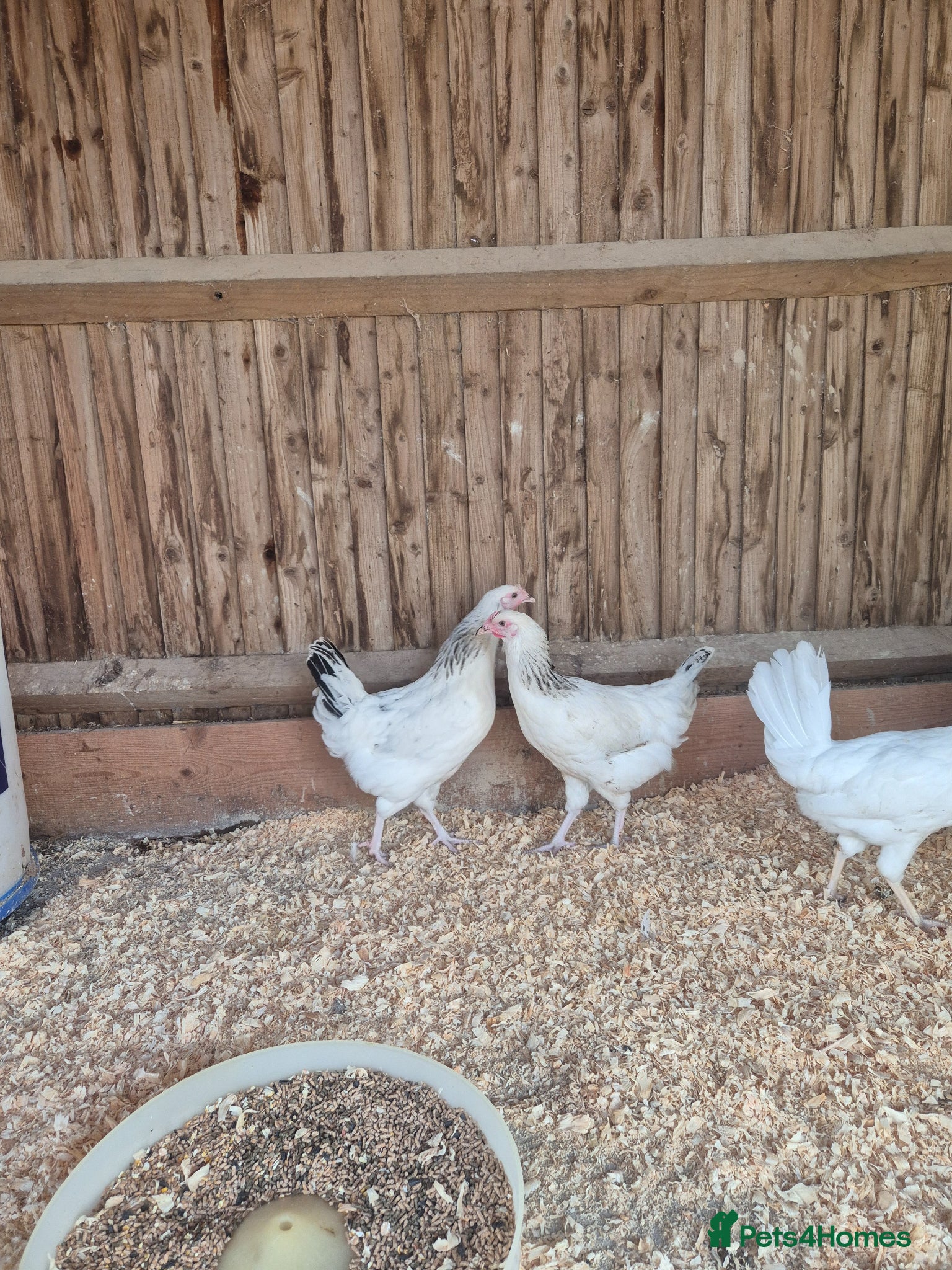 Chickens poultry for sale: Light sussex and white leggorn hens - Advert 5