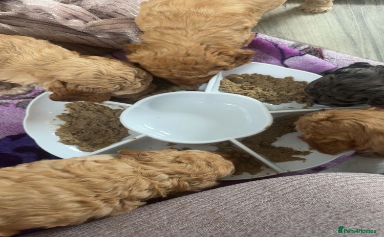Cockapoo dogs - Advert 1