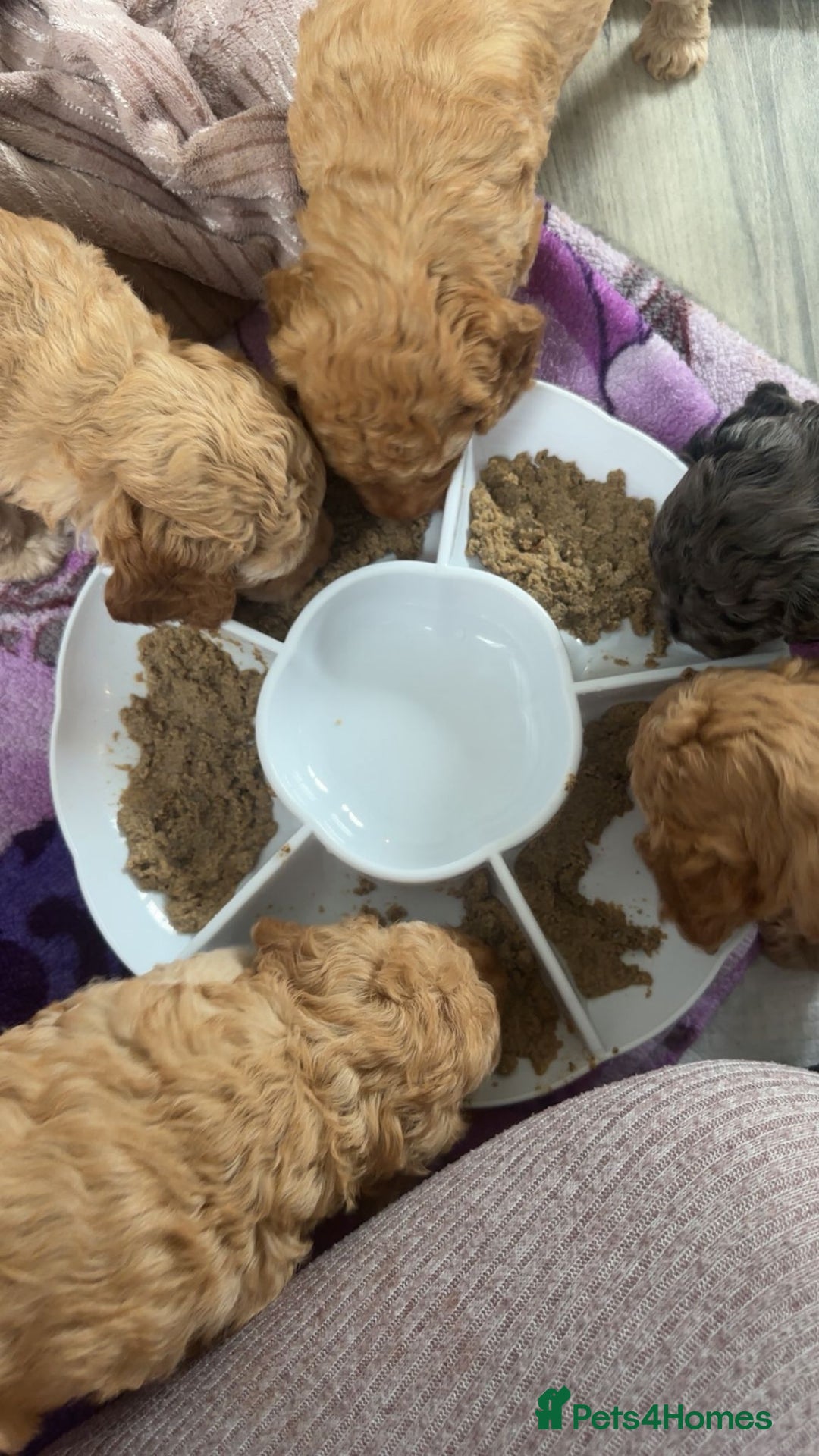 Cockapoo dogs for sale: Cockapoo Pups - Image 1
