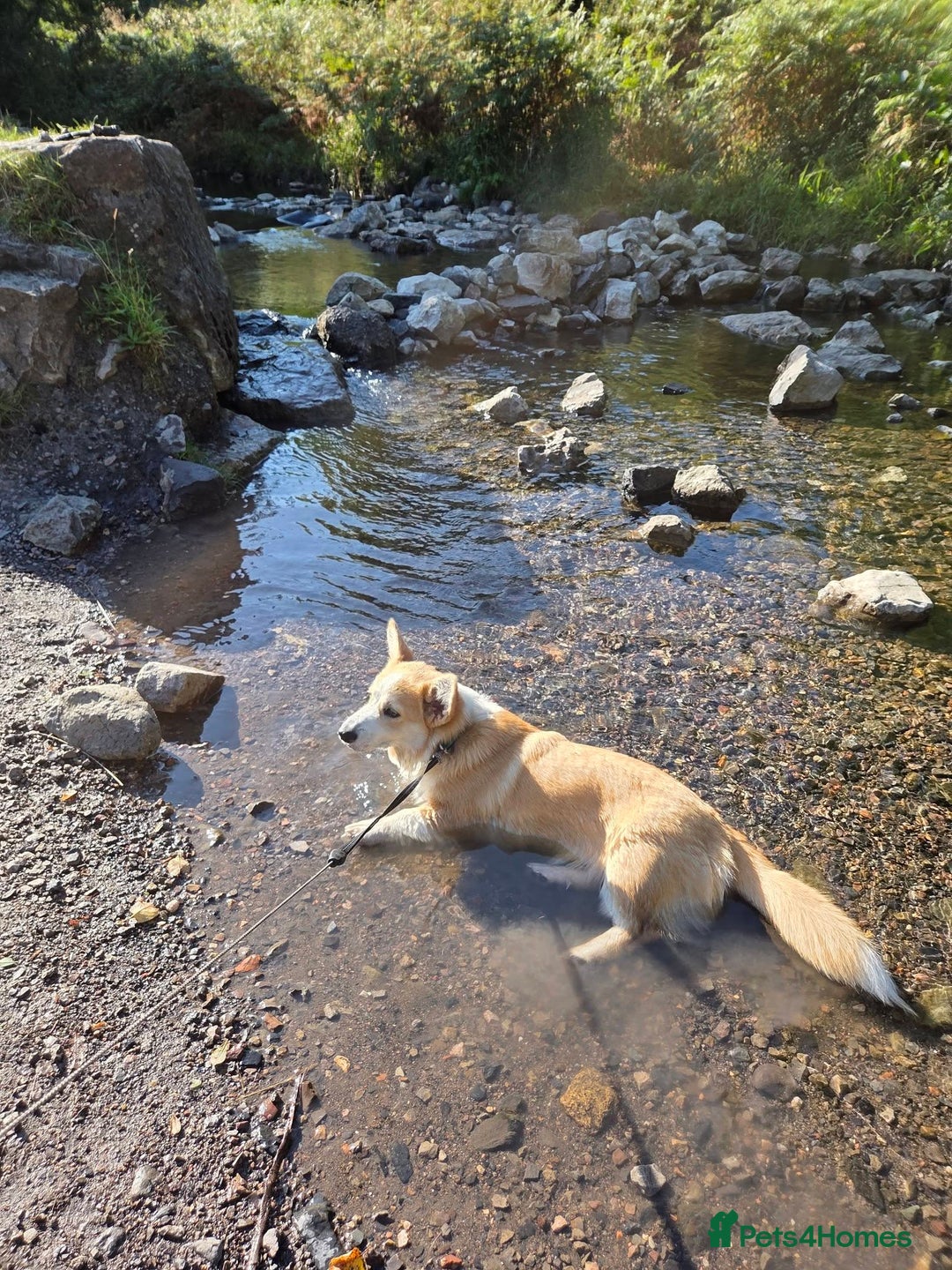 Welsh Corgi Pembroke dogs for sale: Corgi for Sale - Advert 2