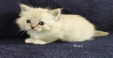 Siberian cats - Advert 2