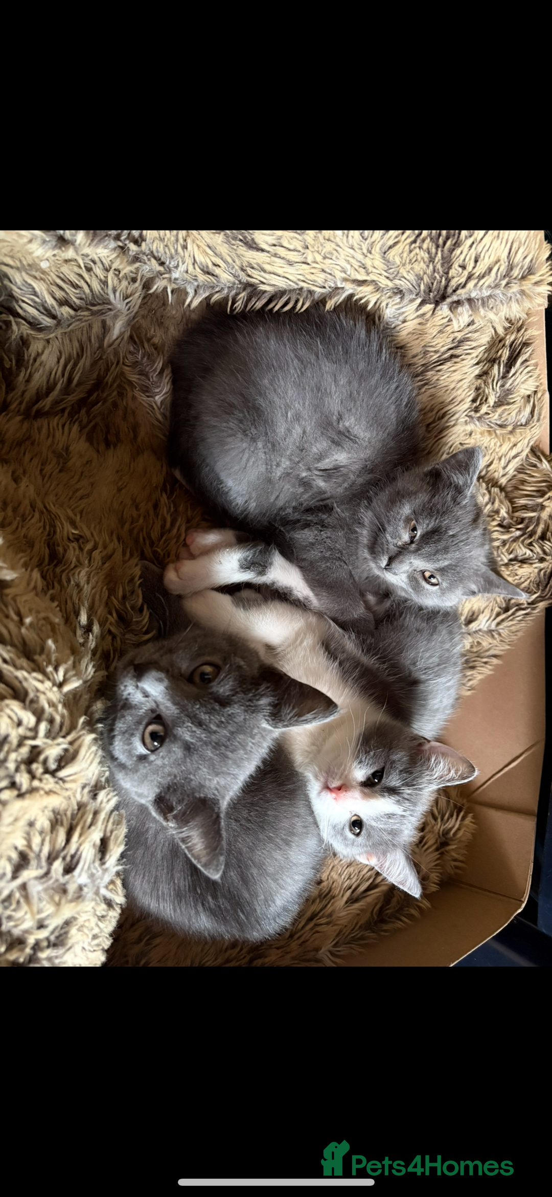 Scottish Fold cats for sale: Kittens for sale - Image 4