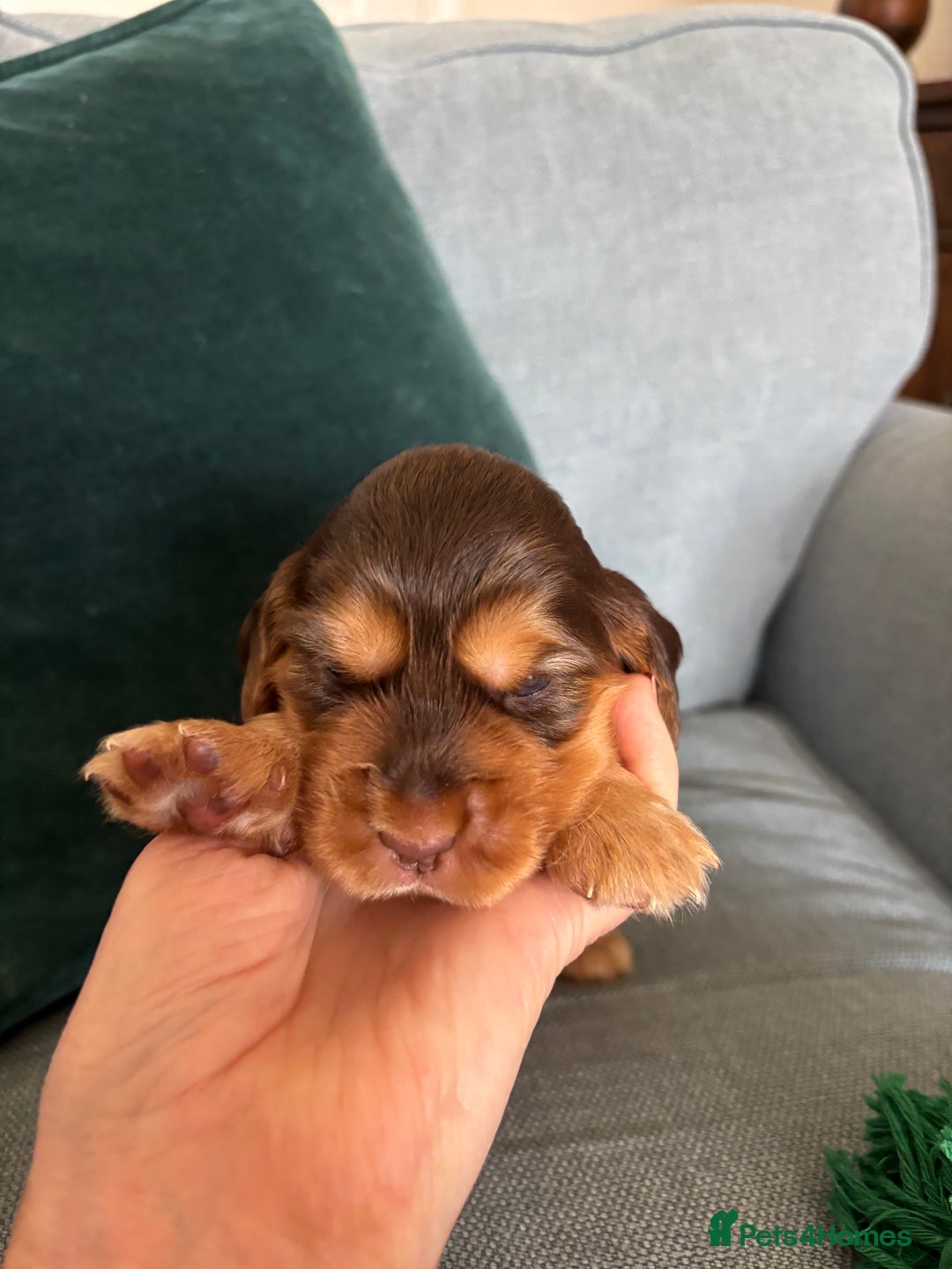 Cocker Spaniel dogs for sale: Outstanding kc reg cocker spaniel puppies - Image 7