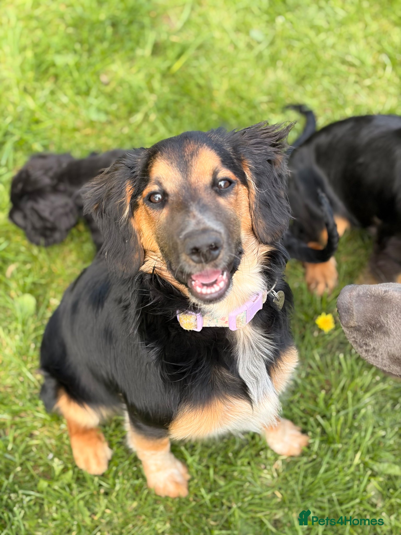 Mixed Breed dogs STUNNING BORDER COLLIE X COCKER SPANIEL PUP - Advert 1