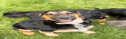Mixed Breed dogs for sale: STUNNING BORDER COLLIE X COCKER SPANIEL PUP - Advert 1