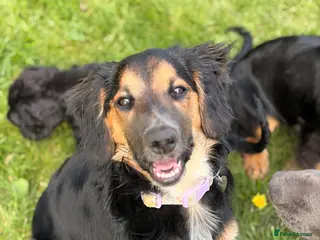 Mixed Breed dogs STUNNING BORDER COLLIE X COCKER SPANIEL PUP - Advert 18