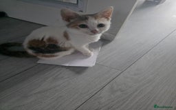 Mixed Breed cats for sale: 3 beautiful female kittens  - Advert 2