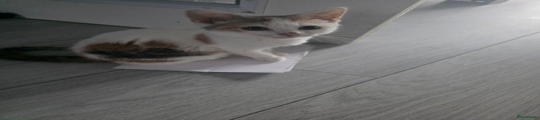 Mixed Breed Kitten 1