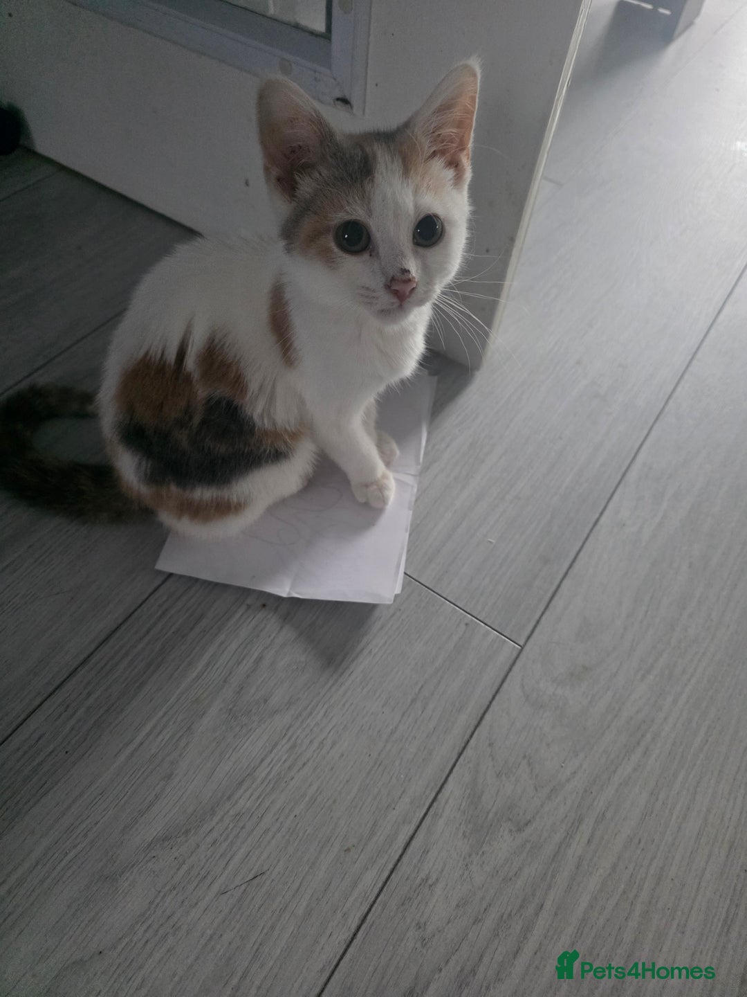 Mixed Breed cats for sale: 3 beautiful female kittens  - Advert 2