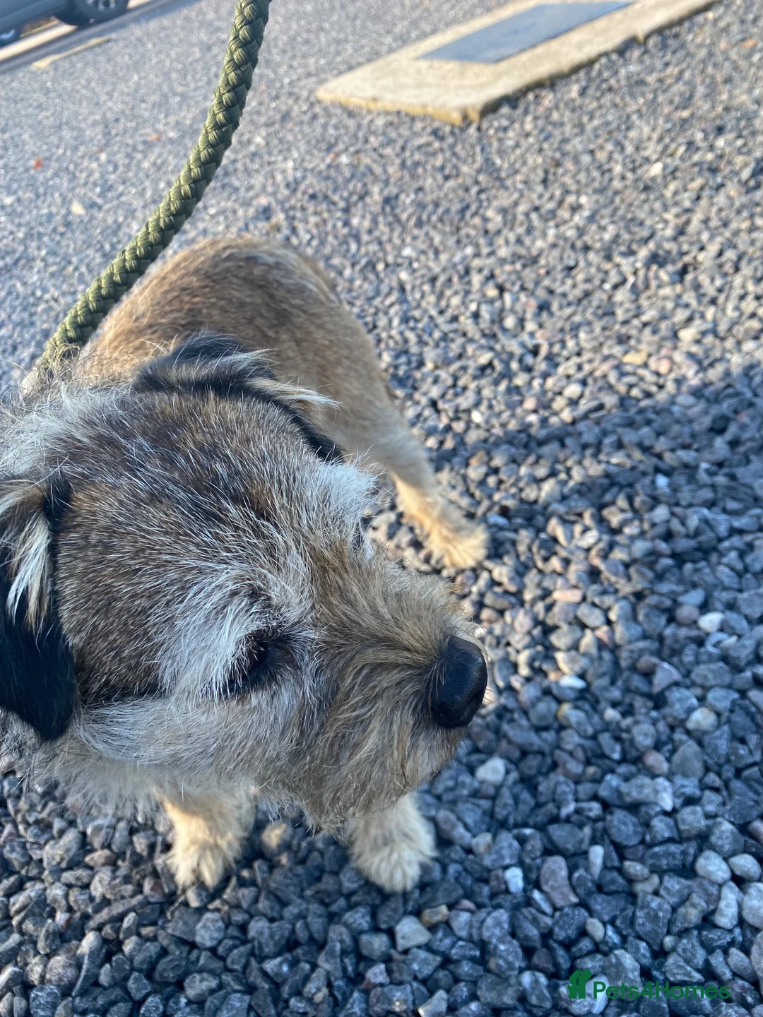 Border Terrier dogs for sale: Border terrier  - Advert 6