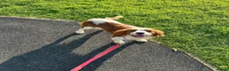 Cavalier King Charles Spaniel dogs for sale: 19mth old, KC Registered, Looking for love  - Advert 2