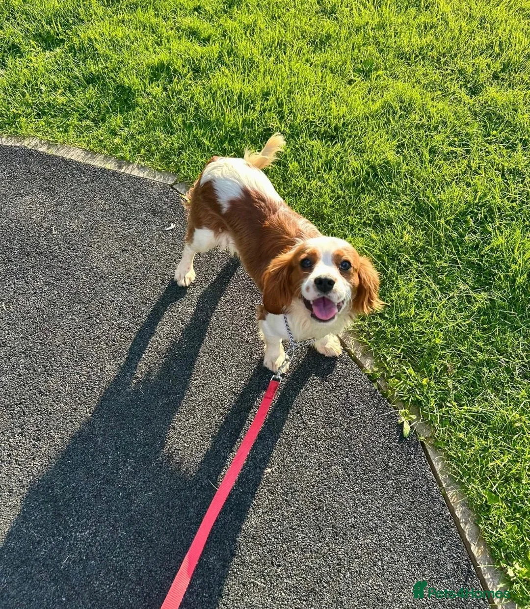 Cavalier King Charles Spaniel dogs for sale: 19mth old, KC Registered, Looking for love  - Advert 2