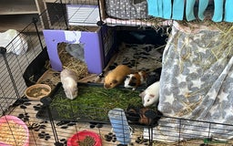 Guinea Pig rodents for sale: Baby male  - Image 6