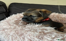 Border Terrier dogs for sale: BORDER TERRIER PUPPIES FOR SALE - Image 3