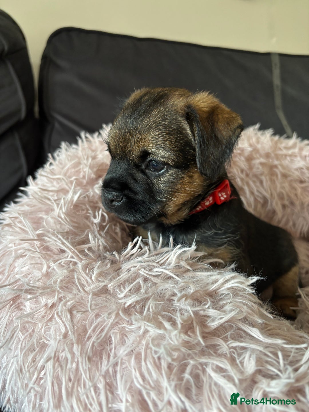 Border Terrier dogs for sale: BORDER TERRIER PUPPIES FOR SALE - Image 3