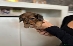 Dachshund dogs for sale: Miniature long hair dachshunds - Image 14