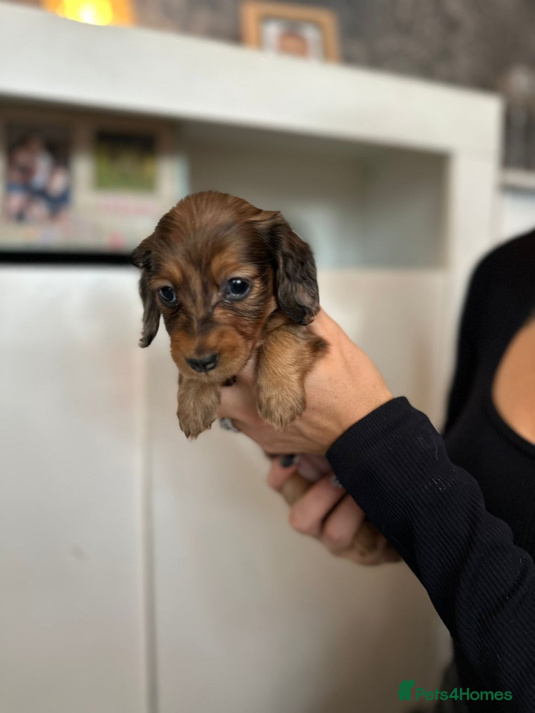 Dachshund dogs for sale: Miniature long hair dachshunds - Image 14