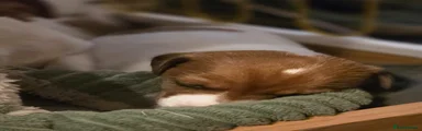 Jack Russell Puppy 2
