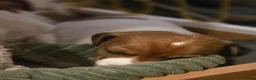 Jack Russell dogs for sale: Mini jack russel pups ready 13 june deposit secure - Advert 2