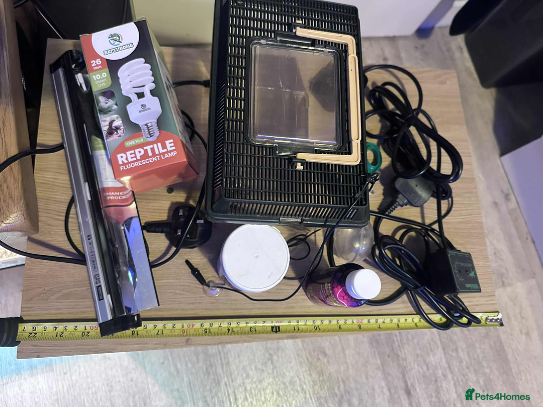 Leopard Gecko reptiles for sale: leopard gecko 5 years old - Advert 6