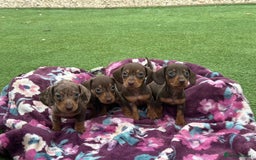 Miniature Dachshund dogs for sale: 6 mini dachshund puppies  - Image 4
