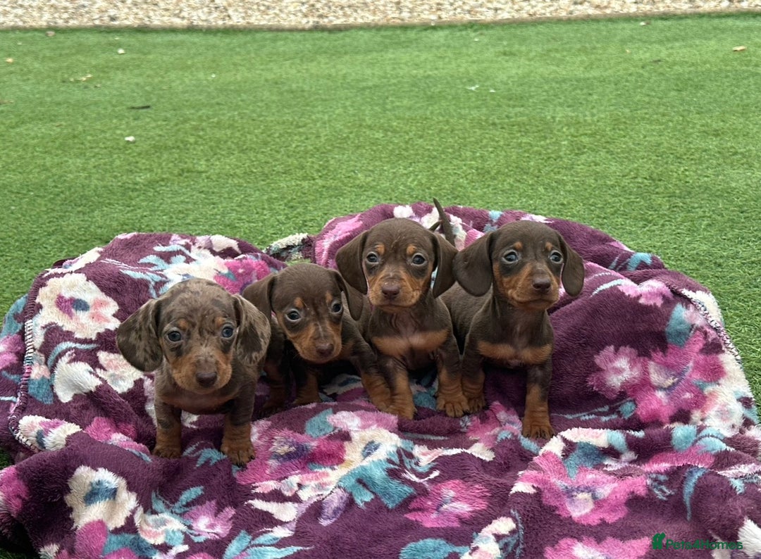 Miniature Dachshund dogs for sale: 6 mini dachshund puppies  - Image 4