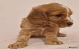 Cocker Spaniel dogs for sale: Cocker spaniel pups for sale  - Image 7