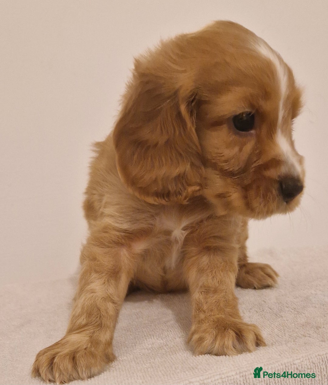 Cocker Spaniel dogs for sale: Cocker spaniel pups for sale  - Image 7